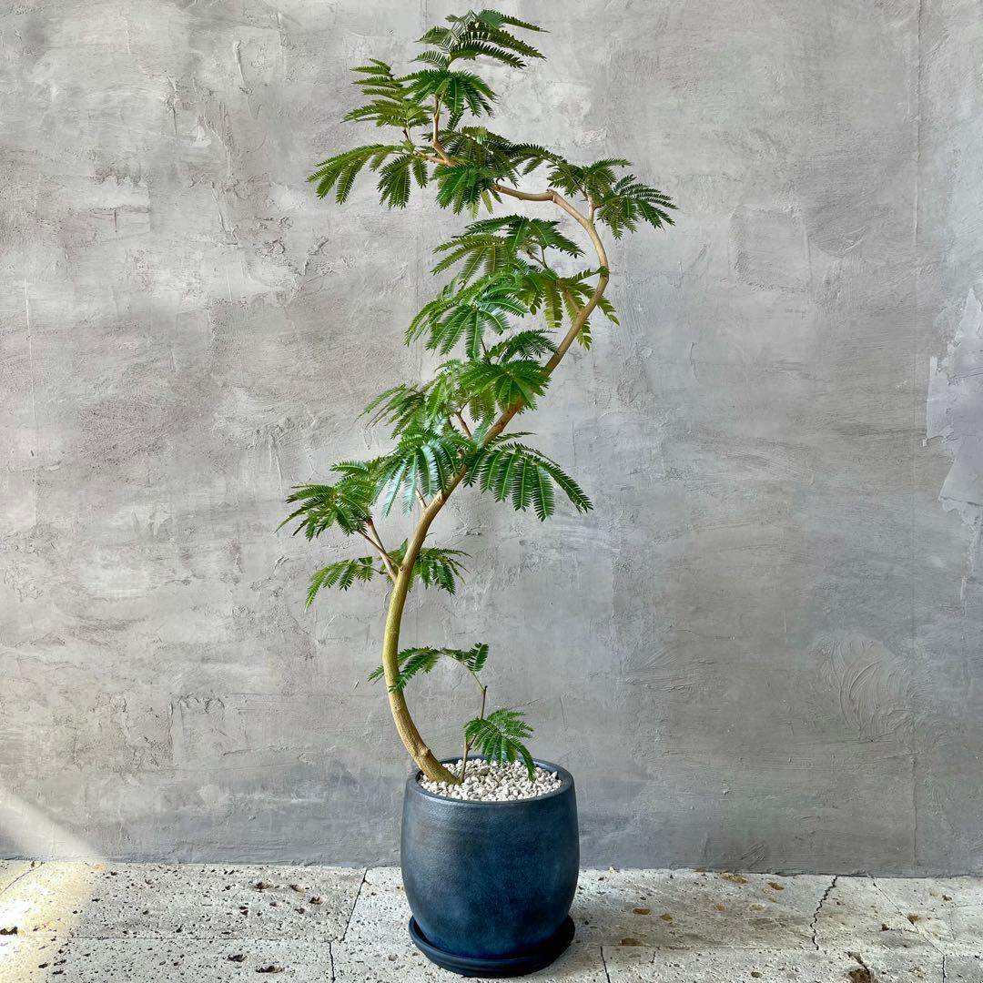 美形　大型　エバーフレッシュ　S字仕立て　10号　バルーン陶器鉢　植え込み発送