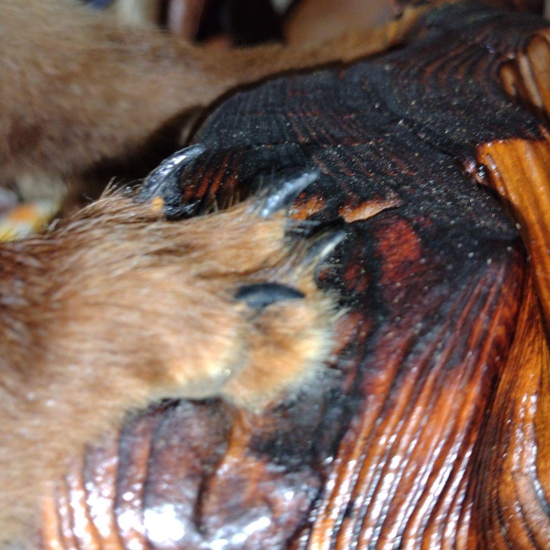 タヌキの置物 ガラスケース付き