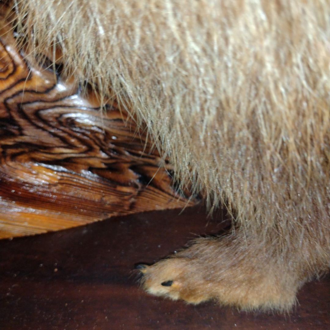 タヌキの置物 ガラスケース付き