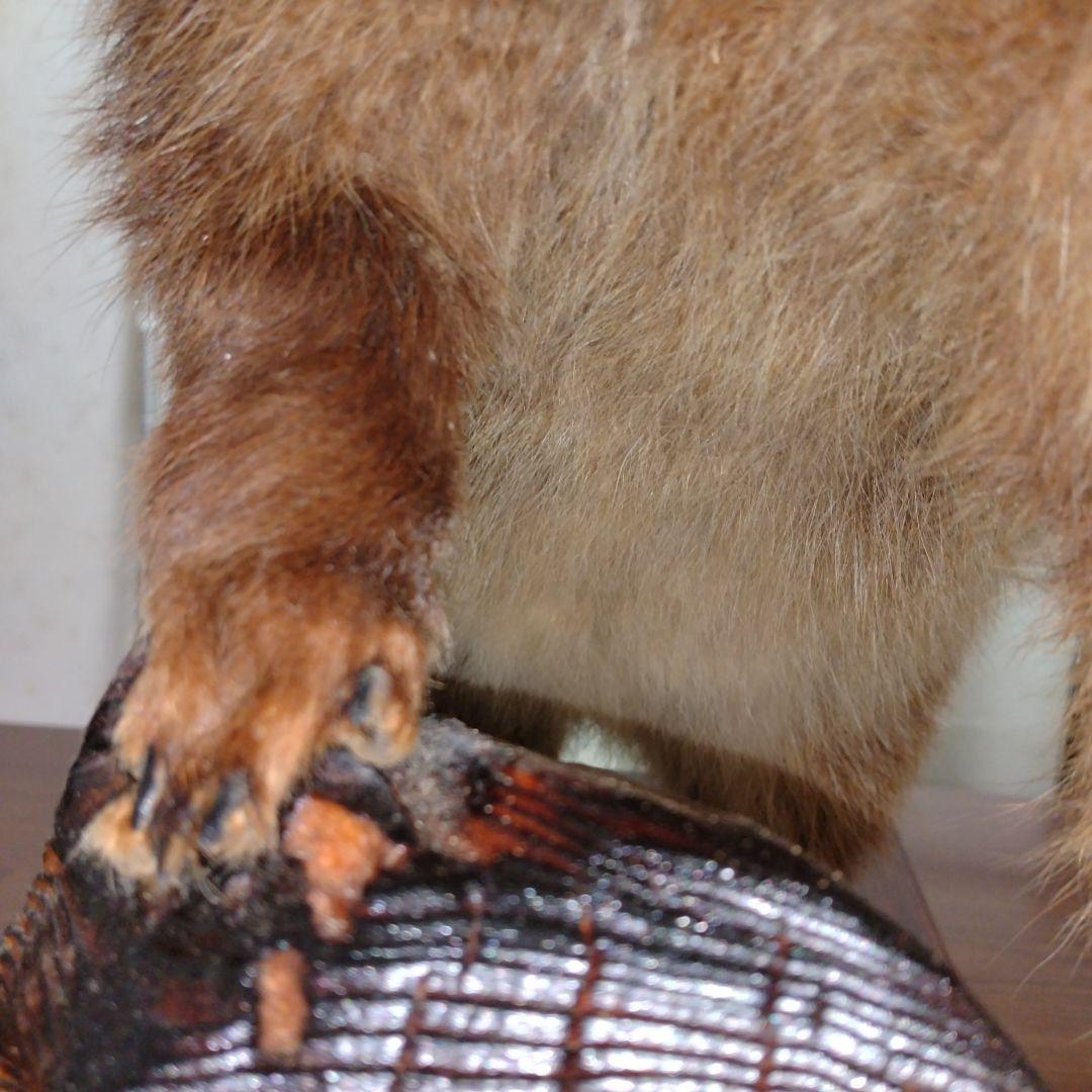 タヌキの置物 ガラスケース付き