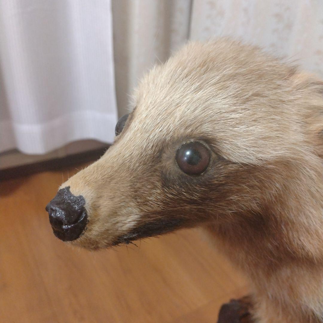 タヌキの置物 ガラスケース付き