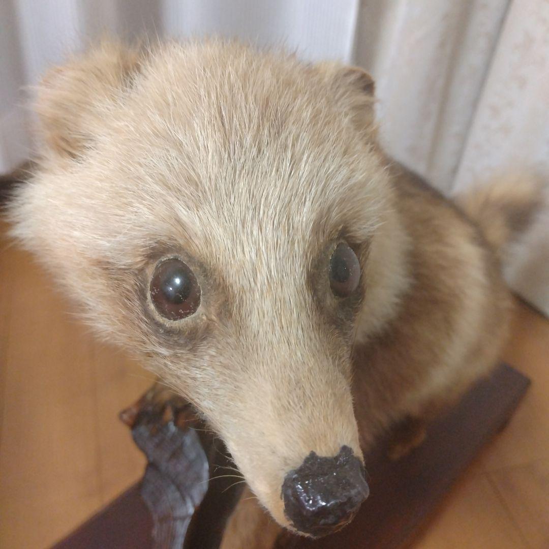 タヌキの置物 ガラスケース付き