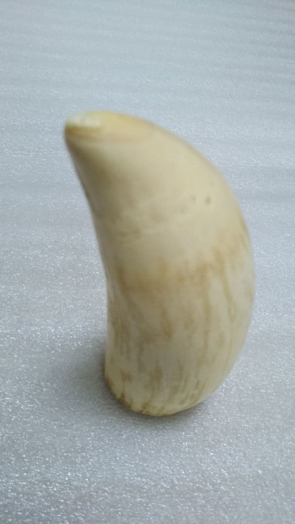 (値下げ)鯨歯　工芸素材　美品オブジェ