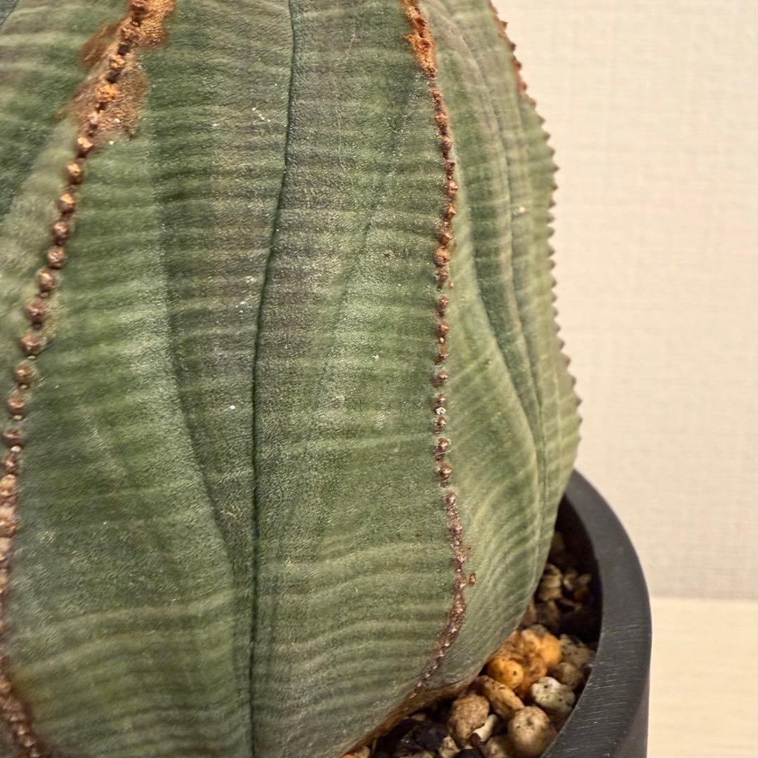 G*N様 ユーフォルビア オベサ キングサイズ モンスト 稜乱れ 特大 鉢植え