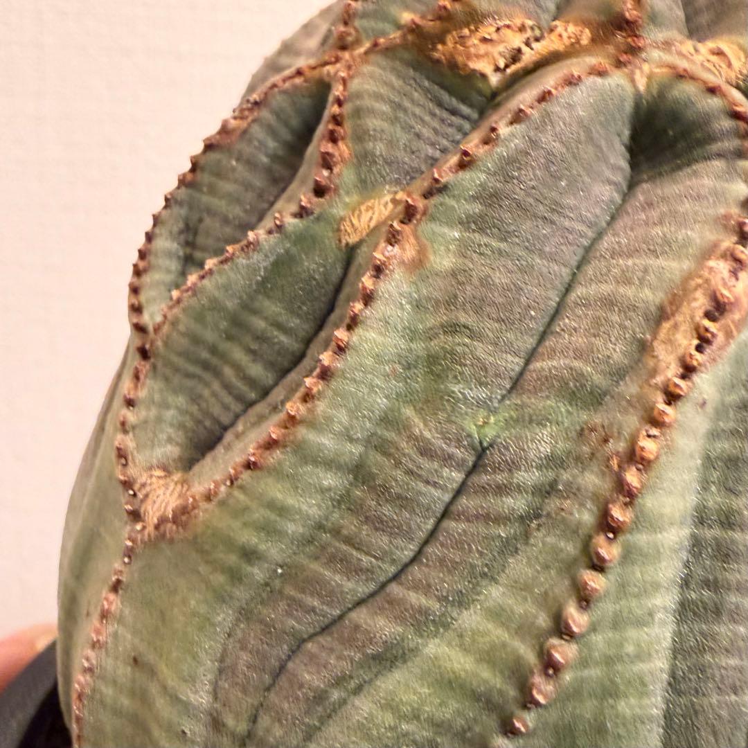 G*N様 ユーフォルビア オベサ キングサイズ モンスト 稜乱れ 特大 鉢植え