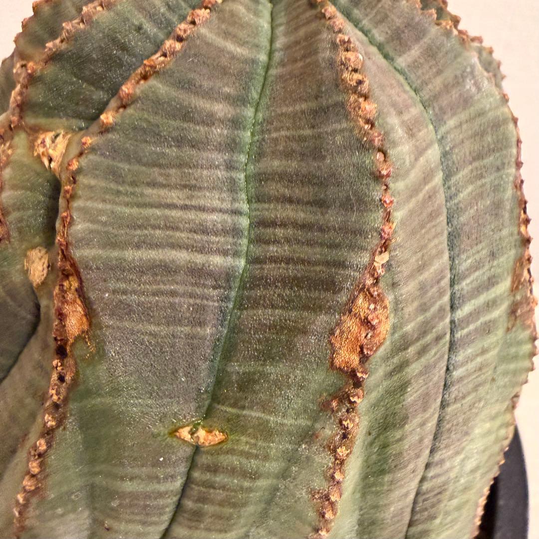 G*N様 ユーフォルビア オベサ キングサイズ モンスト 稜乱れ 特大 鉢植え