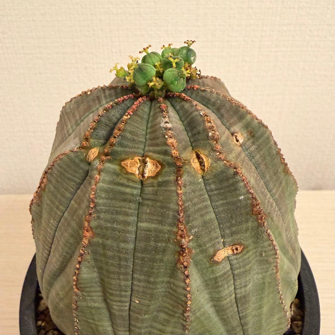 G*N様 ユーフォルビア オベサ キングサイズ モンスト 稜乱れ 特大 鉢植え