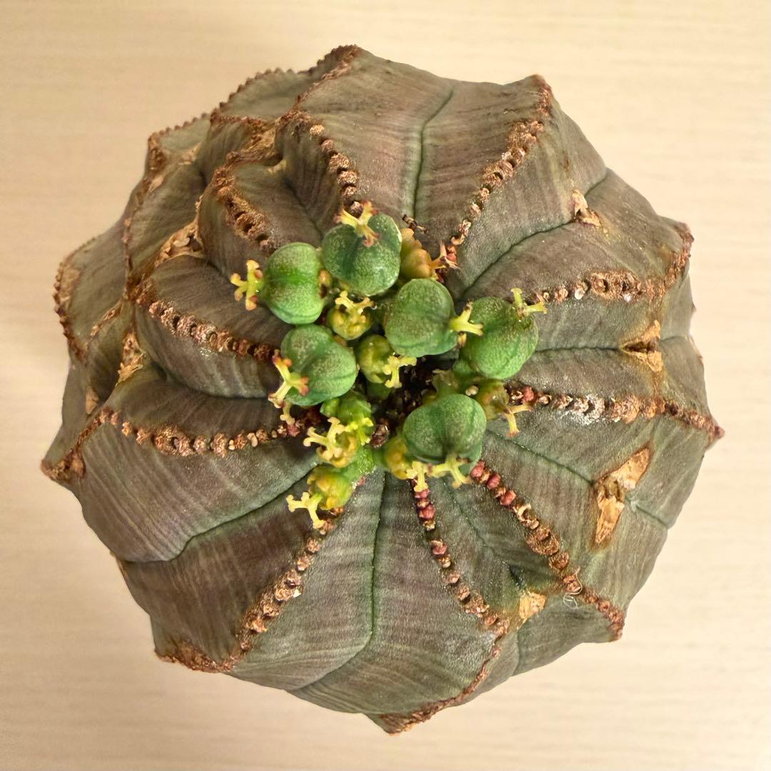 G*N様 ユーフォルビア オベサ キングサイズ モンスト 稜乱れ 特大 鉢植え