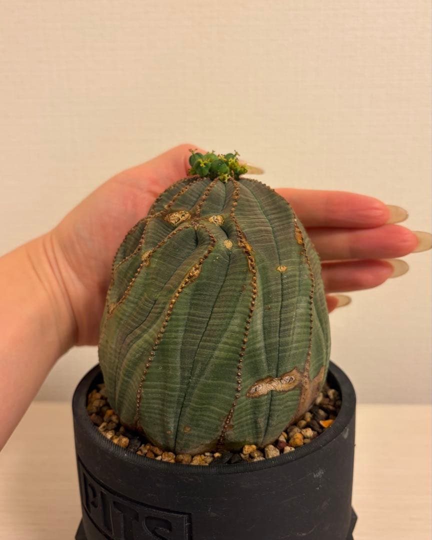 G*N様 ユーフォルビア オベサ キングサイズ モンスト 稜乱れ 特大 鉢植え