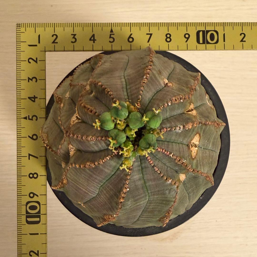 G*N様 ユーフォルビア オベサ キングサイズ モンスト 稜乱れ 特大 鉢植え