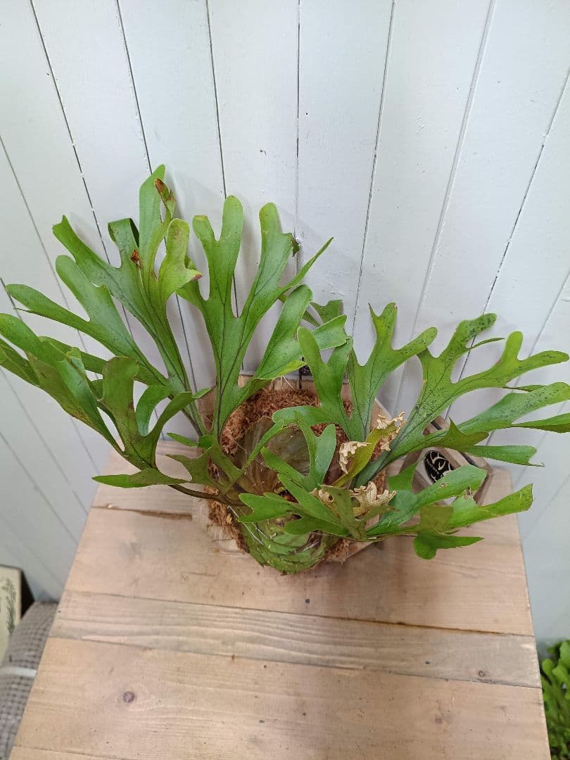 plants selectページK282【板付！】ビカクシダ リドレイ