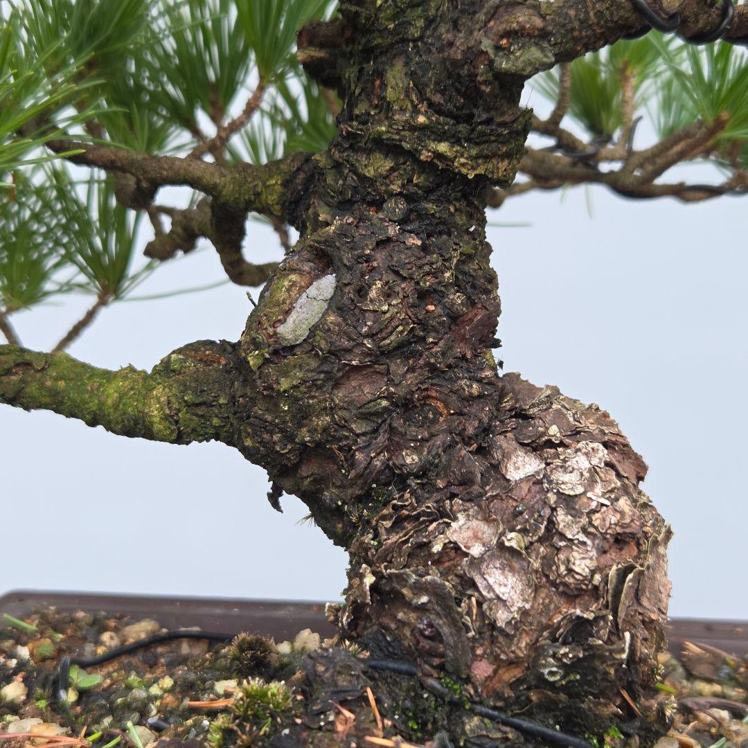 五葉松　[模様木]　貴風盆栽