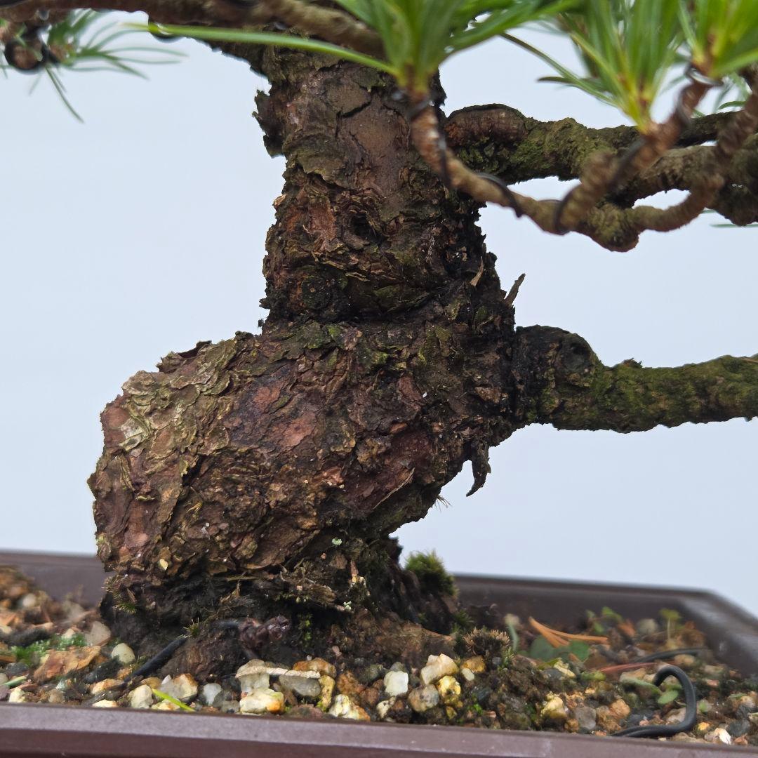 五葉松　[模様木]　貴風盆栽