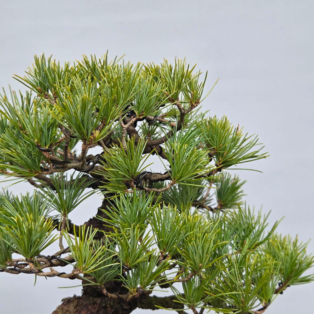 五葉松　[模様木]　貴風盆栽