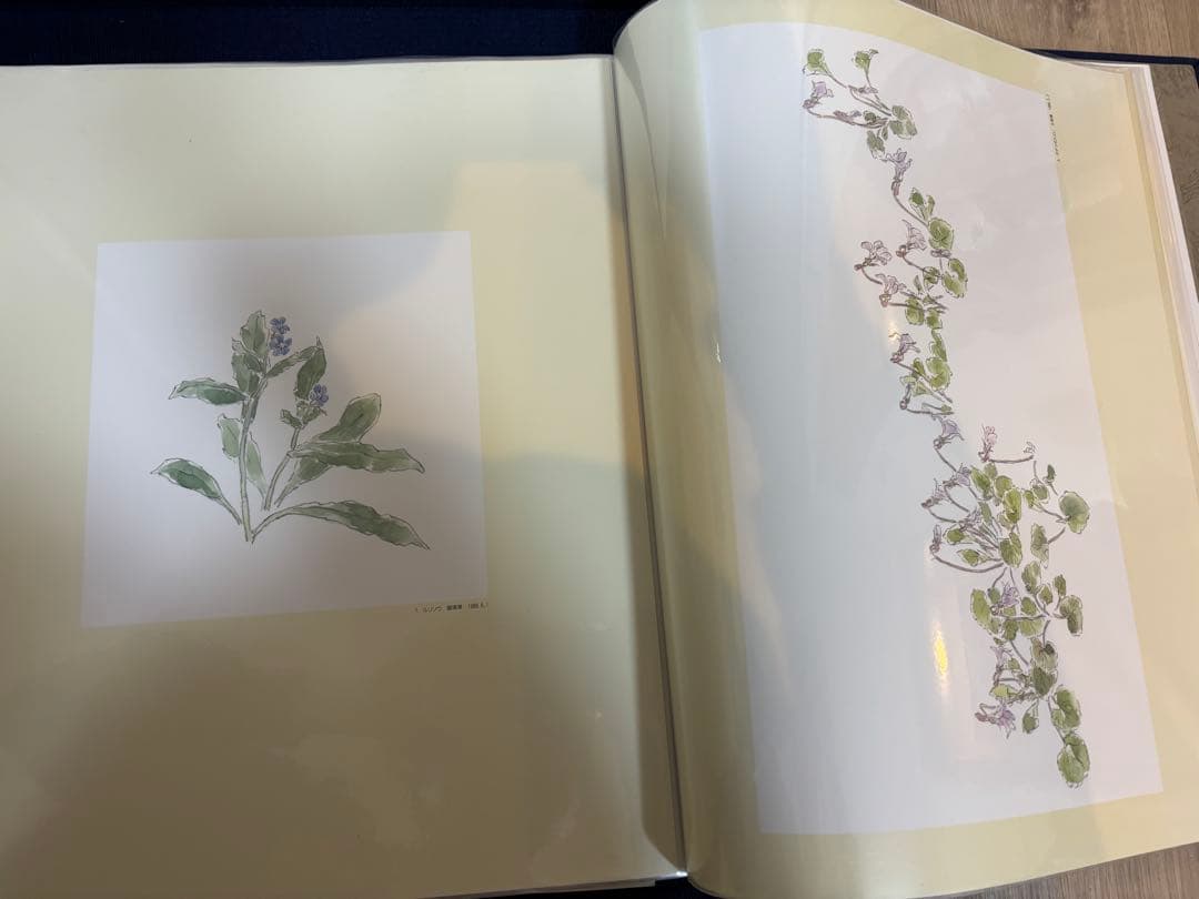 軽井沢の草花素描集 石川功一　定価36000円