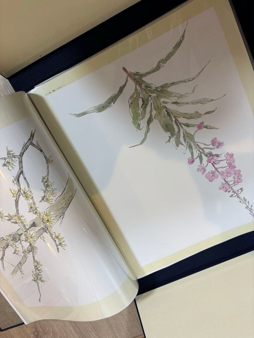 軽井沢の草花素描集 石川功一　定価36000円