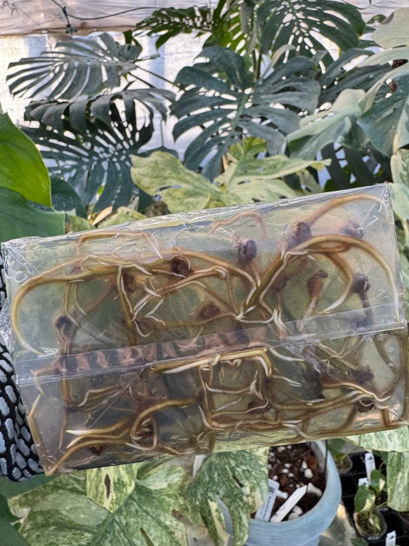 1モンステラ　タイコンステレーション　美斑入り　組織培養苗　30株まとめ