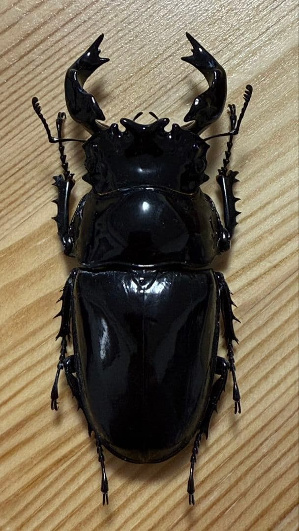 最終値下げ　タランドゥスオオツヤクワガタ　89mmUPトリオ
