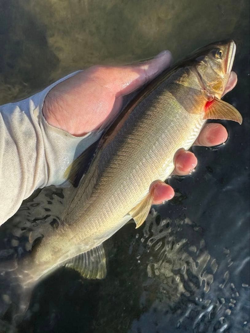 23 銀影エア　MT 急瀬抜 H87 W