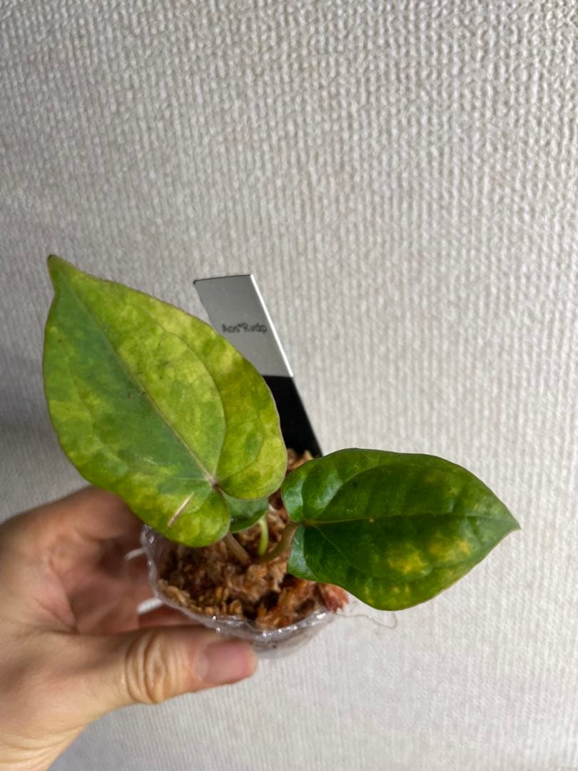 J*様 Anthurium AOS✖️RVDP斑入り