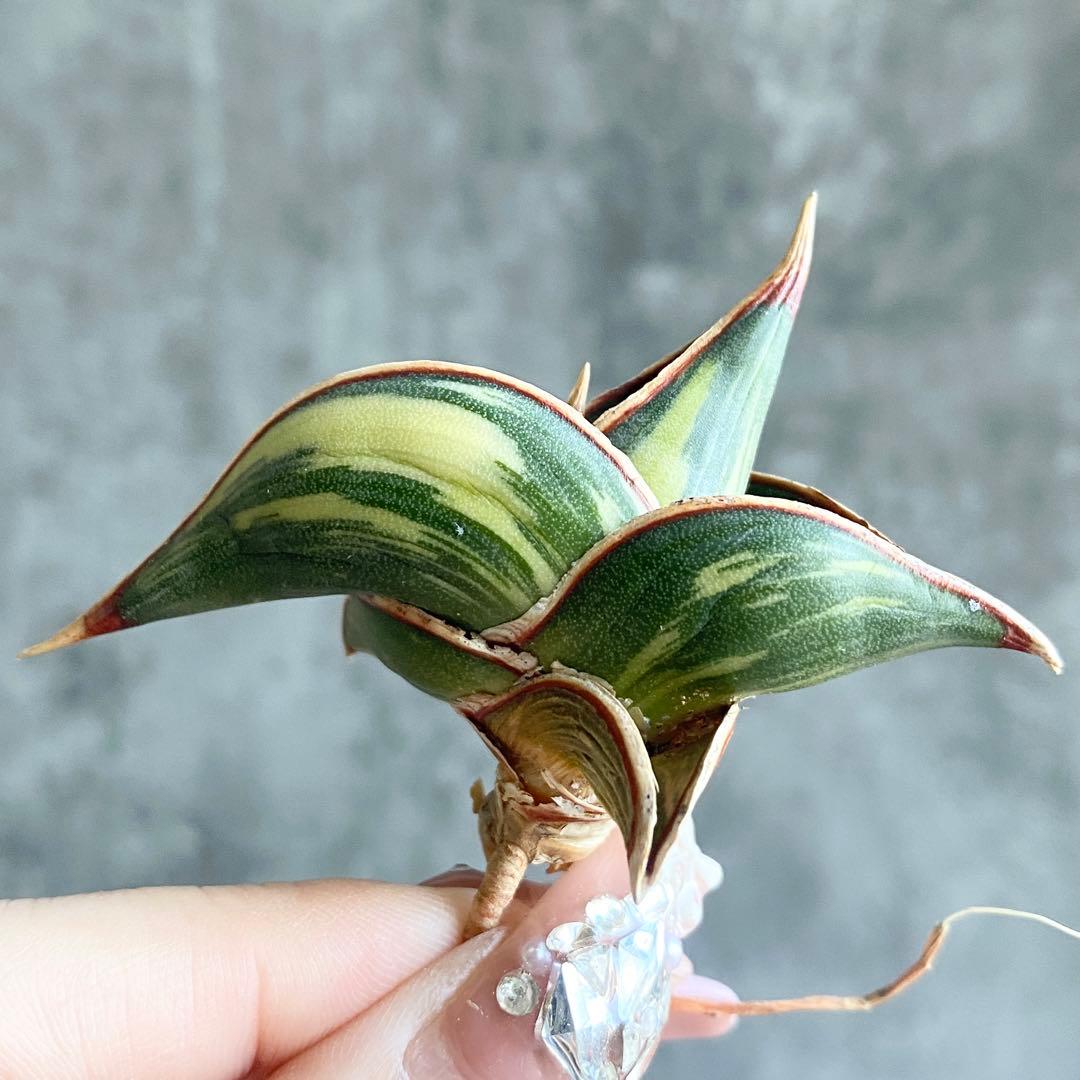 バ*ズ様 S11783★オークション販売★ サンスベリア ロリダ 極上斑入り株！