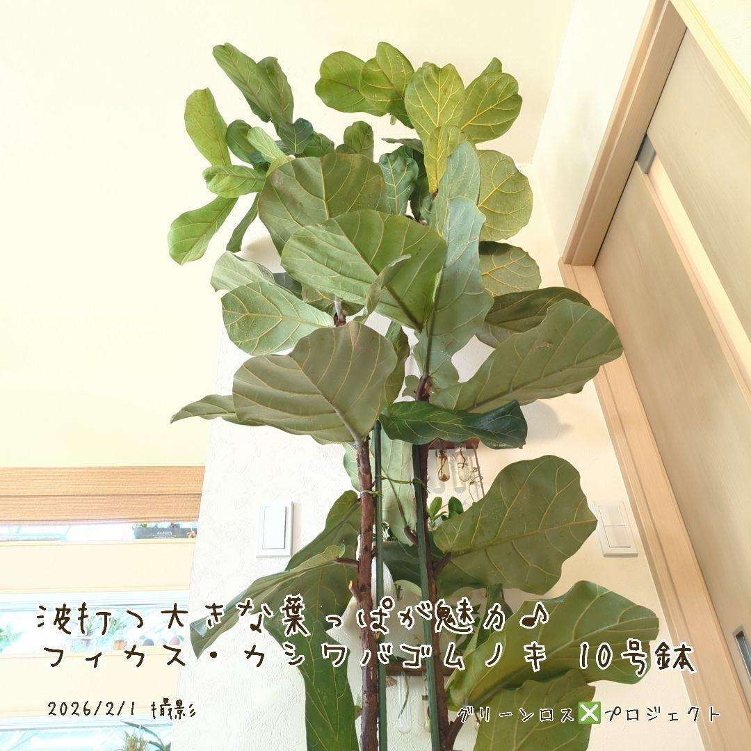 【高橋涼介LOVE⚠群馬県】フィカス・カシワバゴムノキ10号鉢