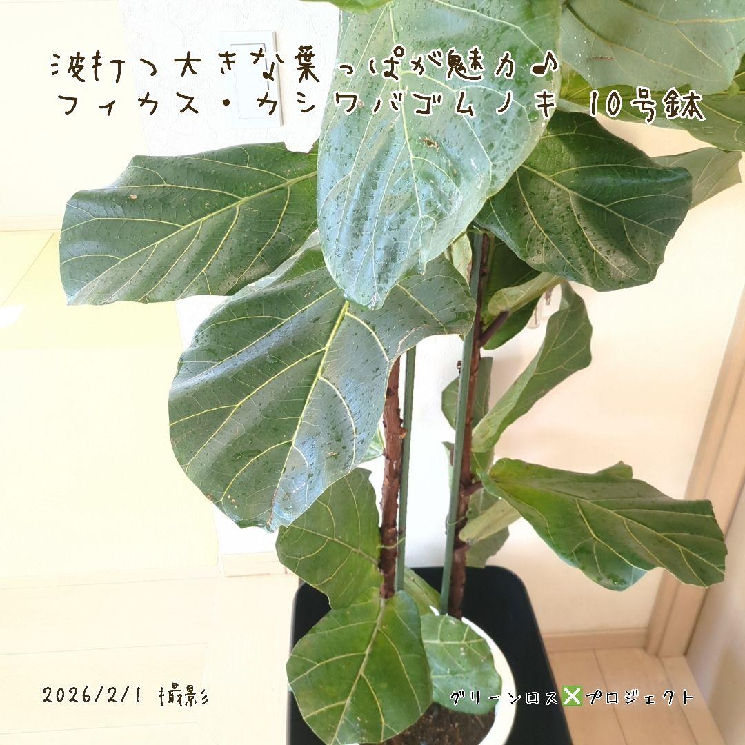 【高橋涼介LOVE⚠群馬県】フィカス・カシワバゴムノキ10号鉢
