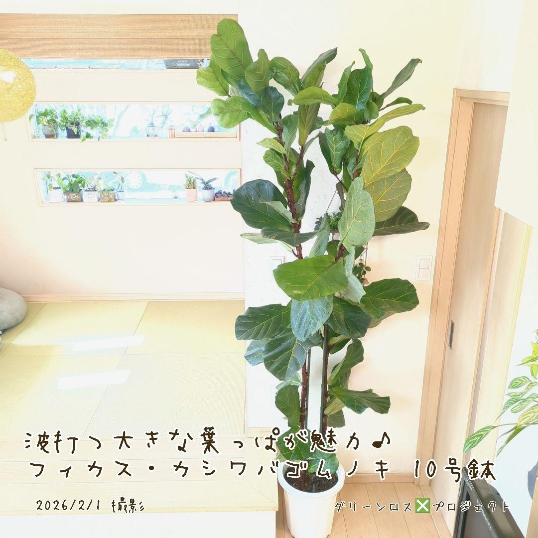 【高橋涼介LOVE⚠群馬県】フィカス・カシワバゴムノキ10号鉢