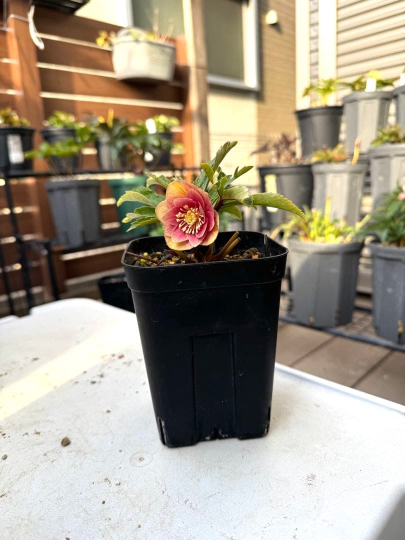 クリスマスローズ　ピンクボカシ（今年初開花）