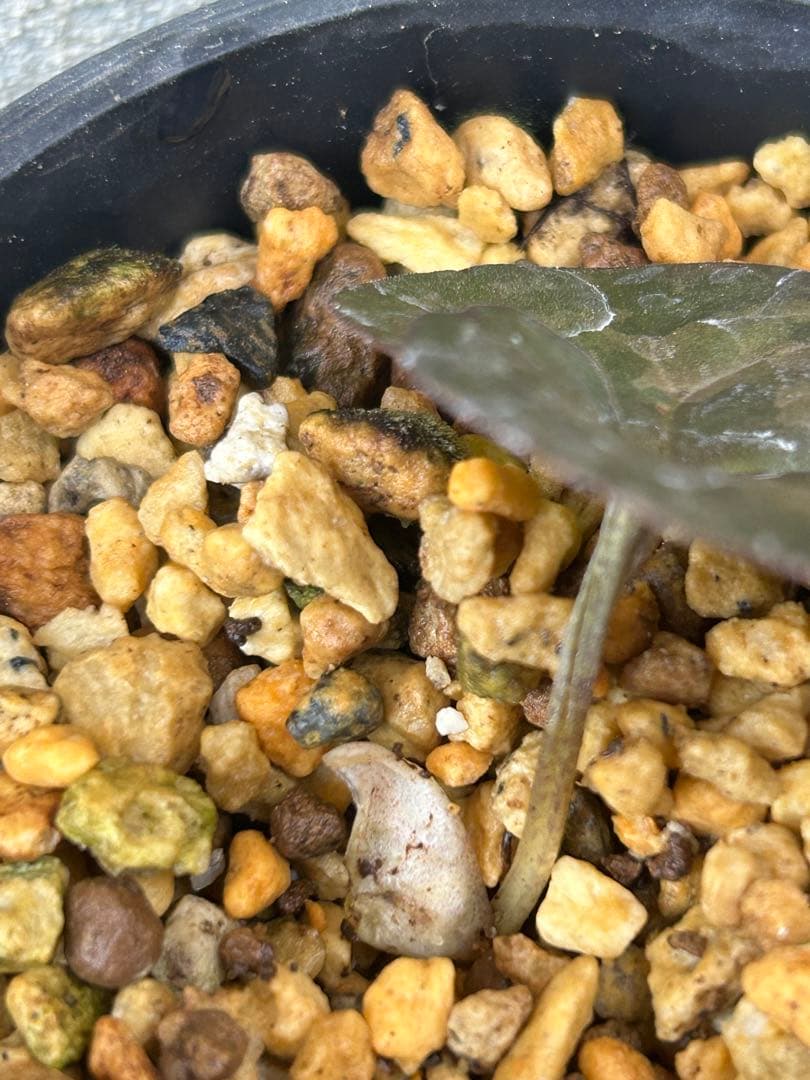 ヒロクチカンアオイ