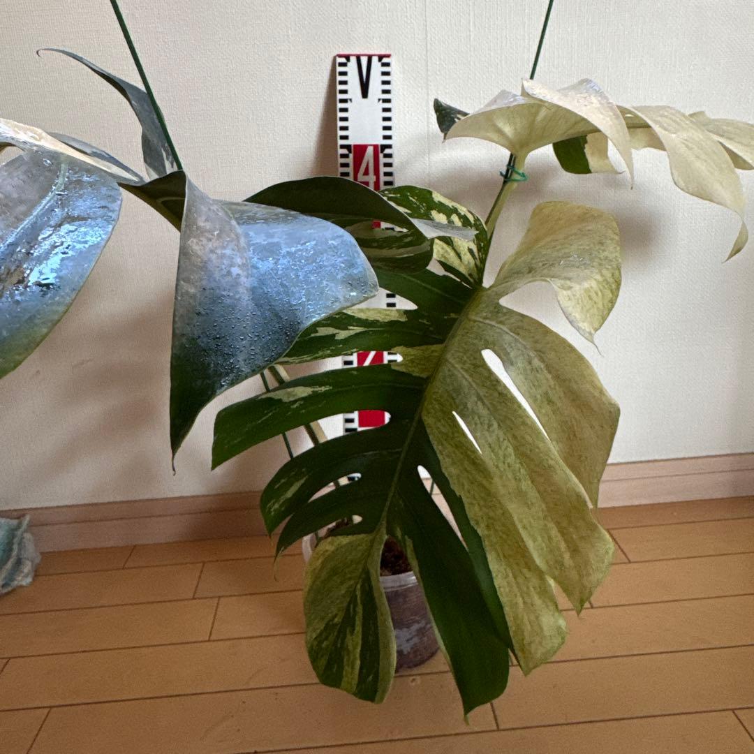 ＊モンステラ＊特大＊ミント＊Monstera＊Mint＊