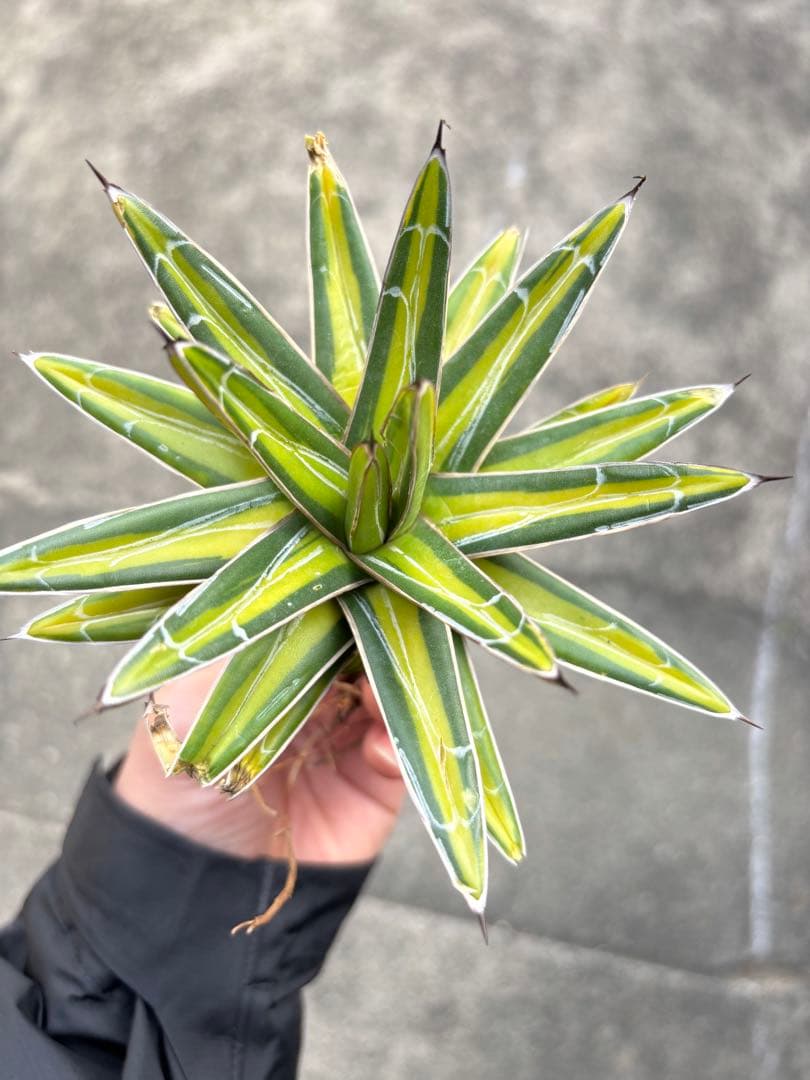 アガベ　黄金山　子株2個付き