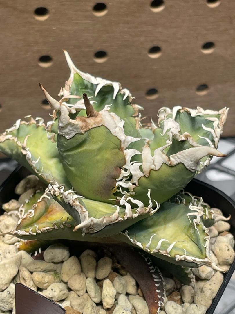 T*K様 アガベ　チタノタ　白幽霊　鉢のままメルカリ便発送