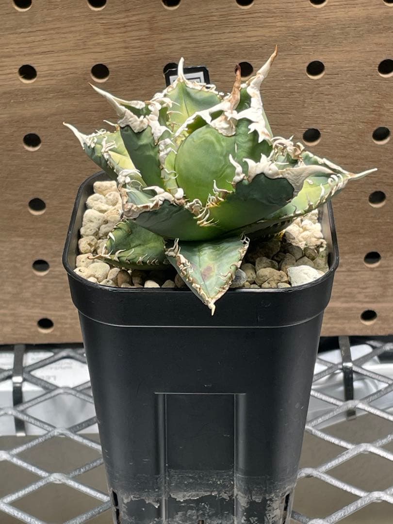T*K様 アガベ　チタノタ　白幽霊　鉢のままメルカリ便発送