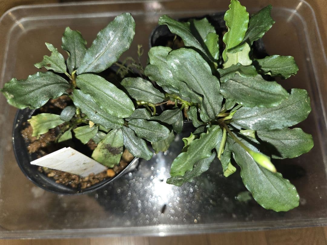 Bucephalandra sp. Aurora KN便　水上葉
