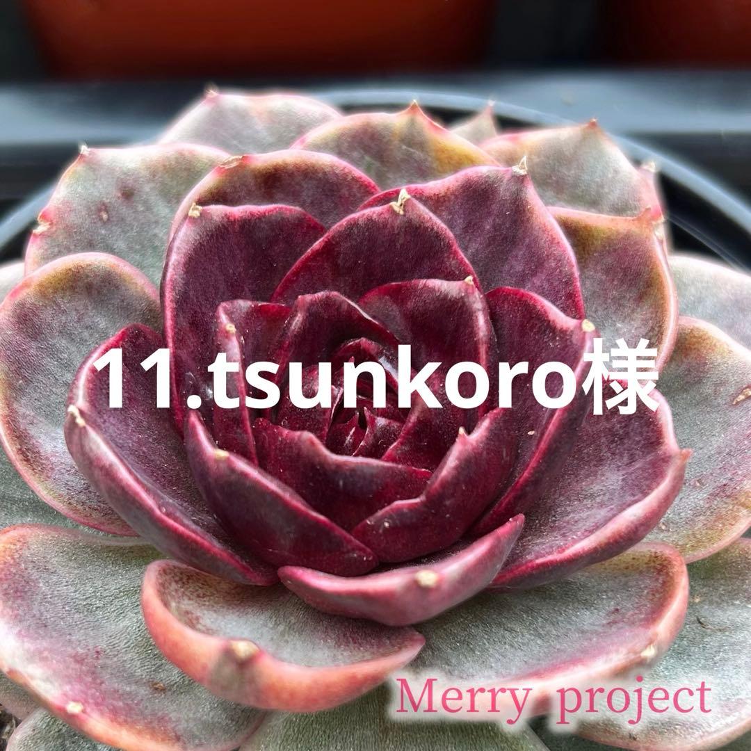 11.tsunkoro様