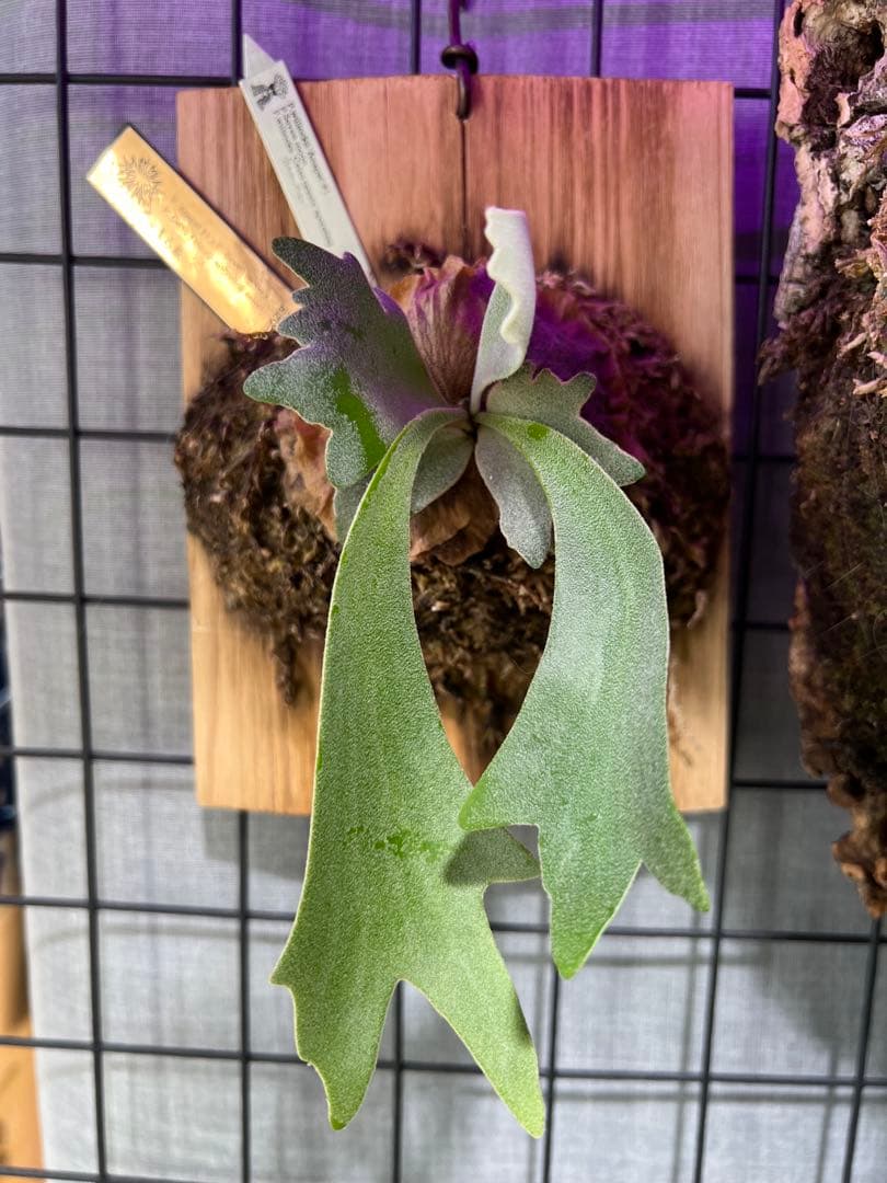 ビカクシダ willinckii セレクト株