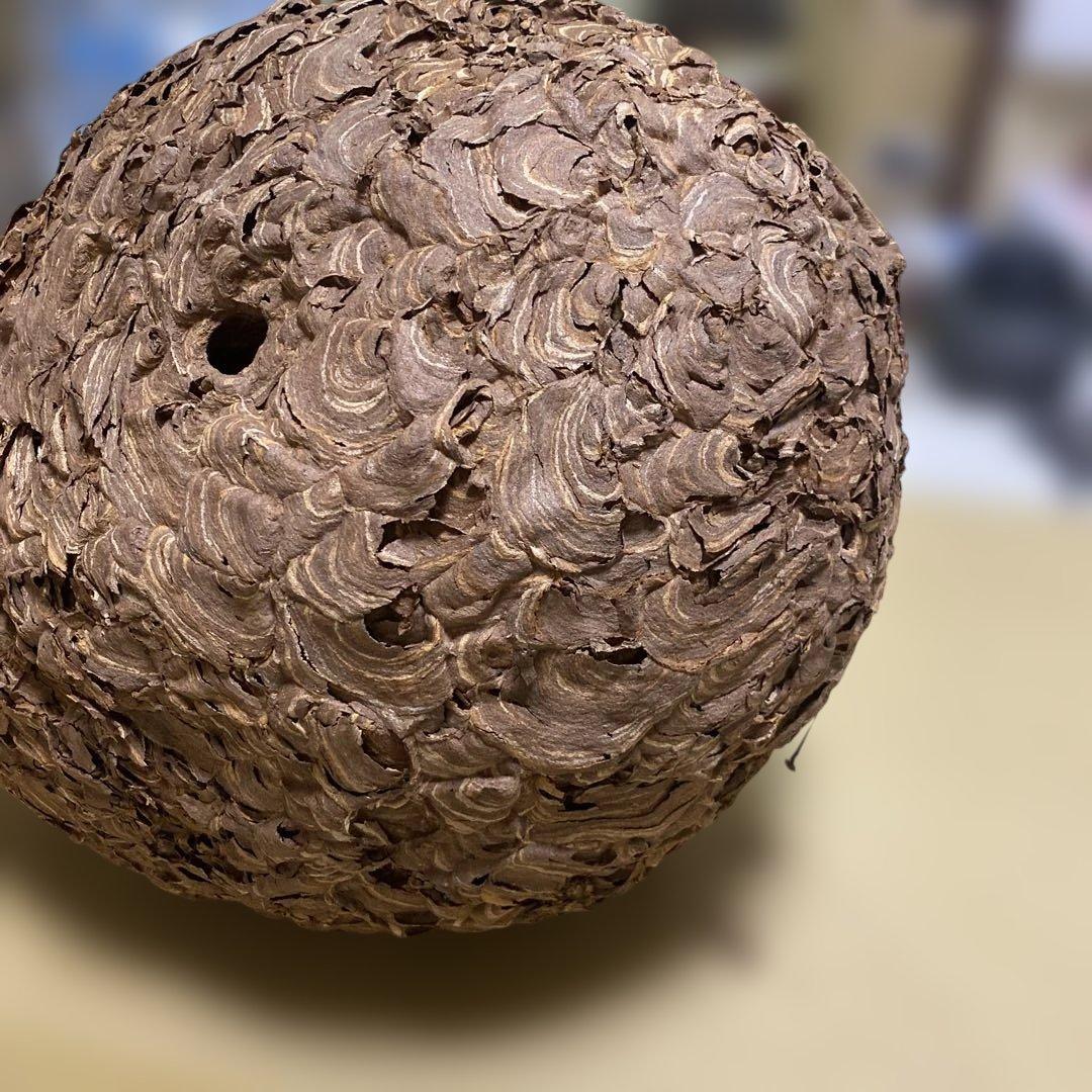 雀蜂の巣 スズメバチ ガラスケース　ハチの巣 オルゴール付きの木箱