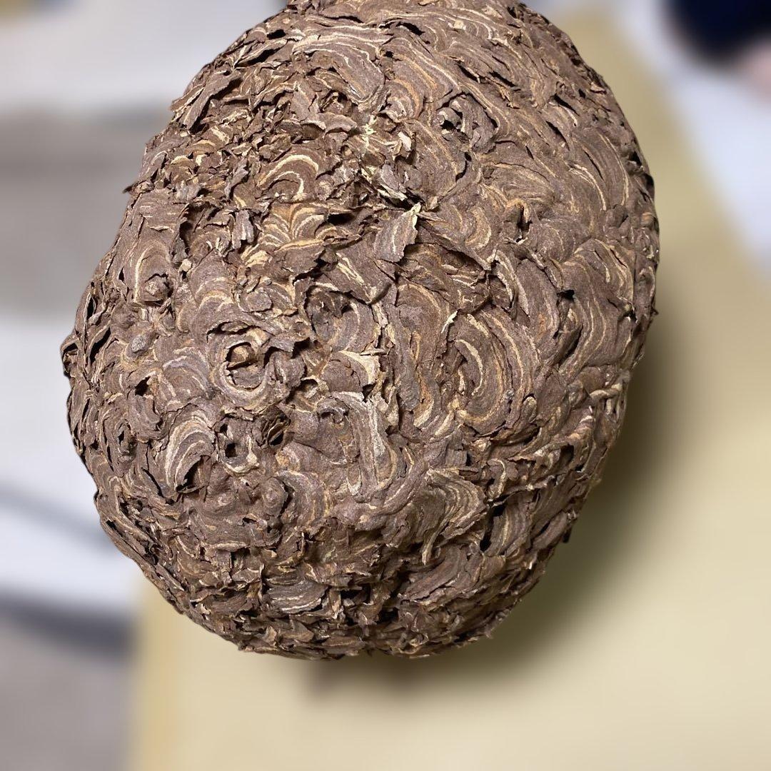 雀蜂の巣 スズメバチ ガラスケース　ハチの巣 オルゴール付きの木箱