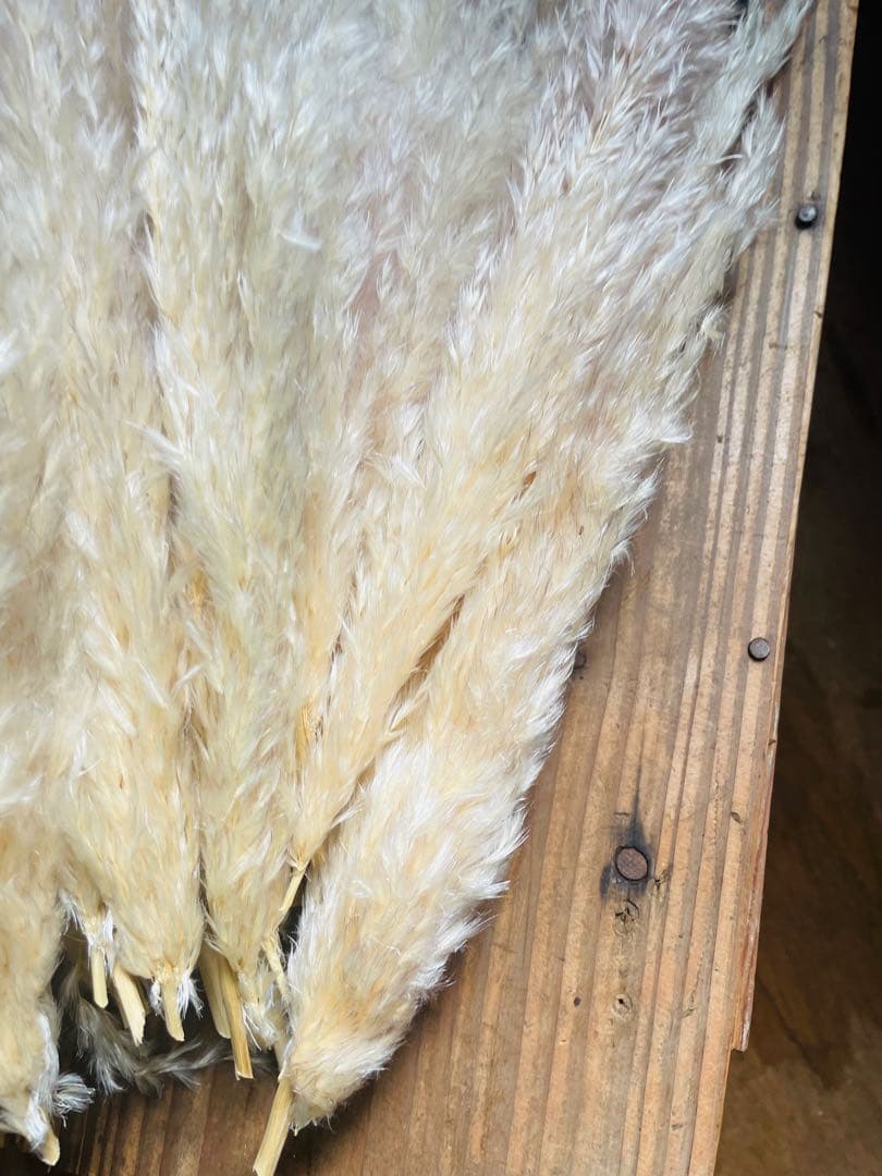 1月分　パンパスグラス　240本