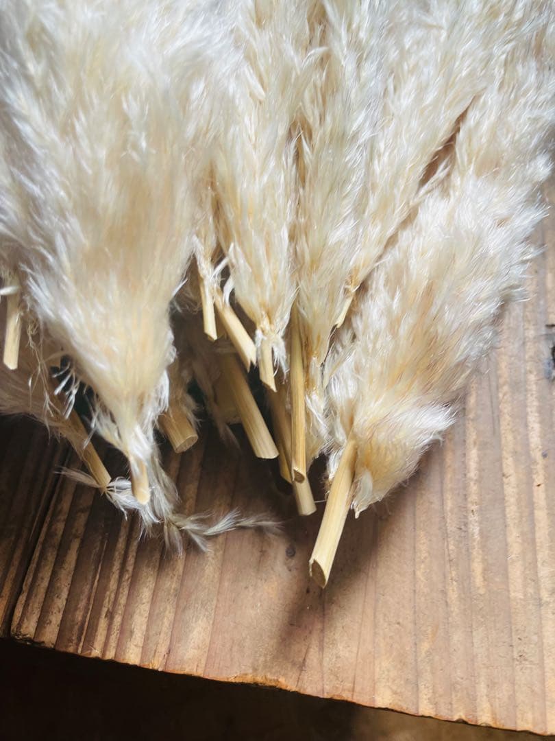 1月分　パンパスグラス　240本