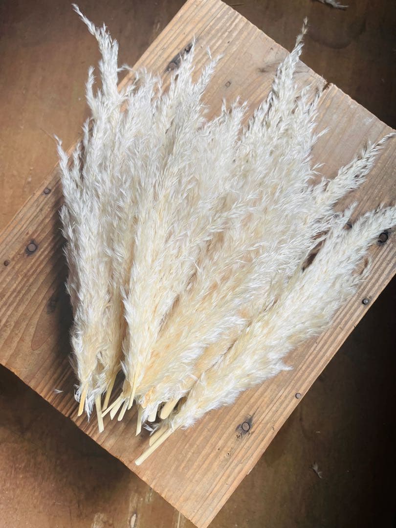 1月分　パンパスグラス　240本