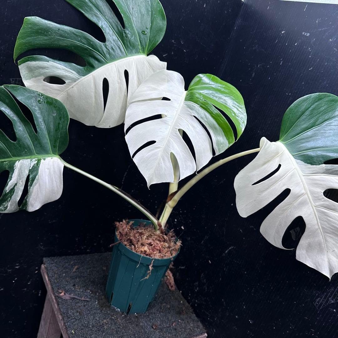 迫*雄様 モンステラ斑入りハーフムーンホワイトタイガー極美斑入り　　 57cm