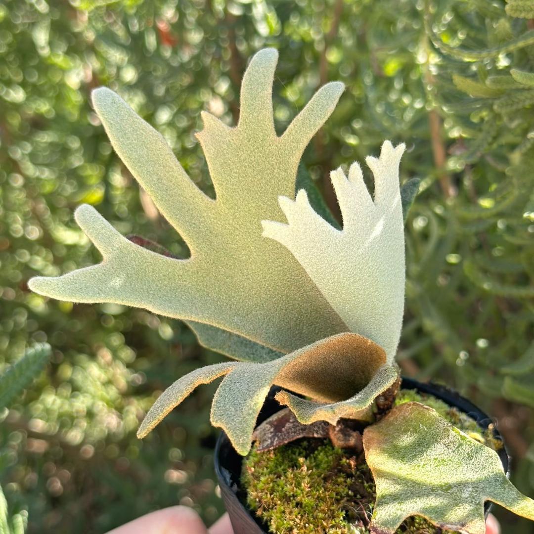 P. willinckii ’Jenny’ TC 3405