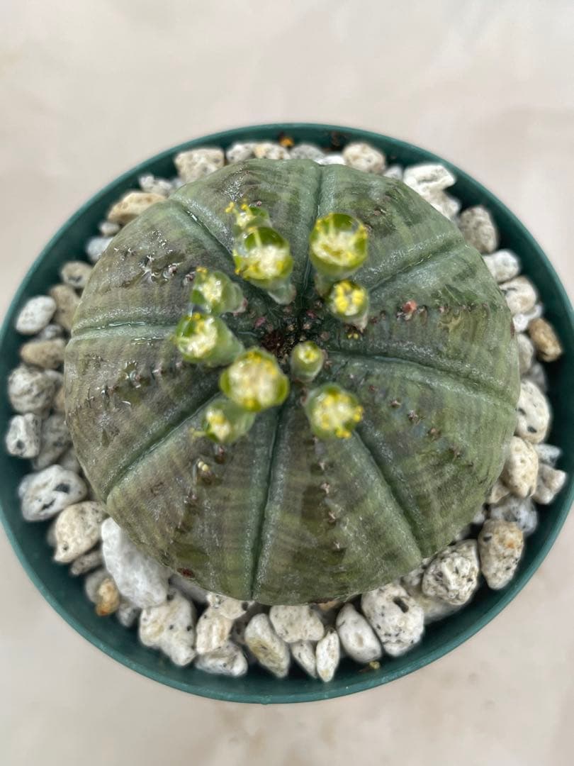 空*メ様 ユーフォルビア6種セット