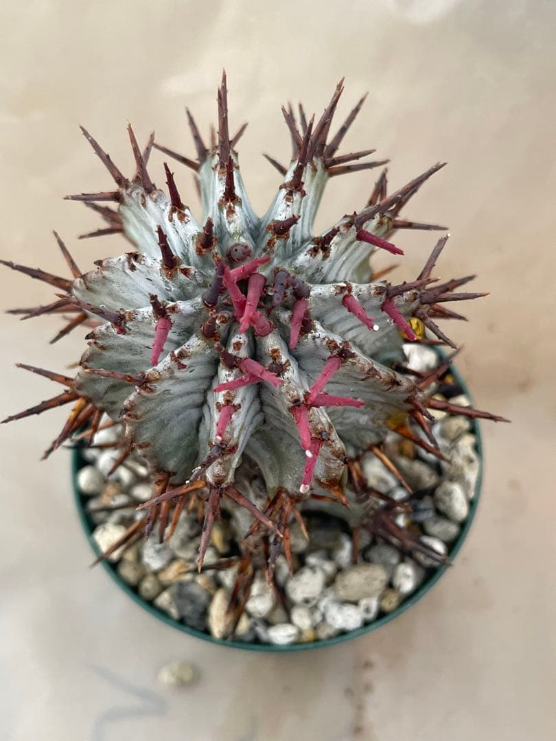 空*メ様 ユーフォルビア6種セット