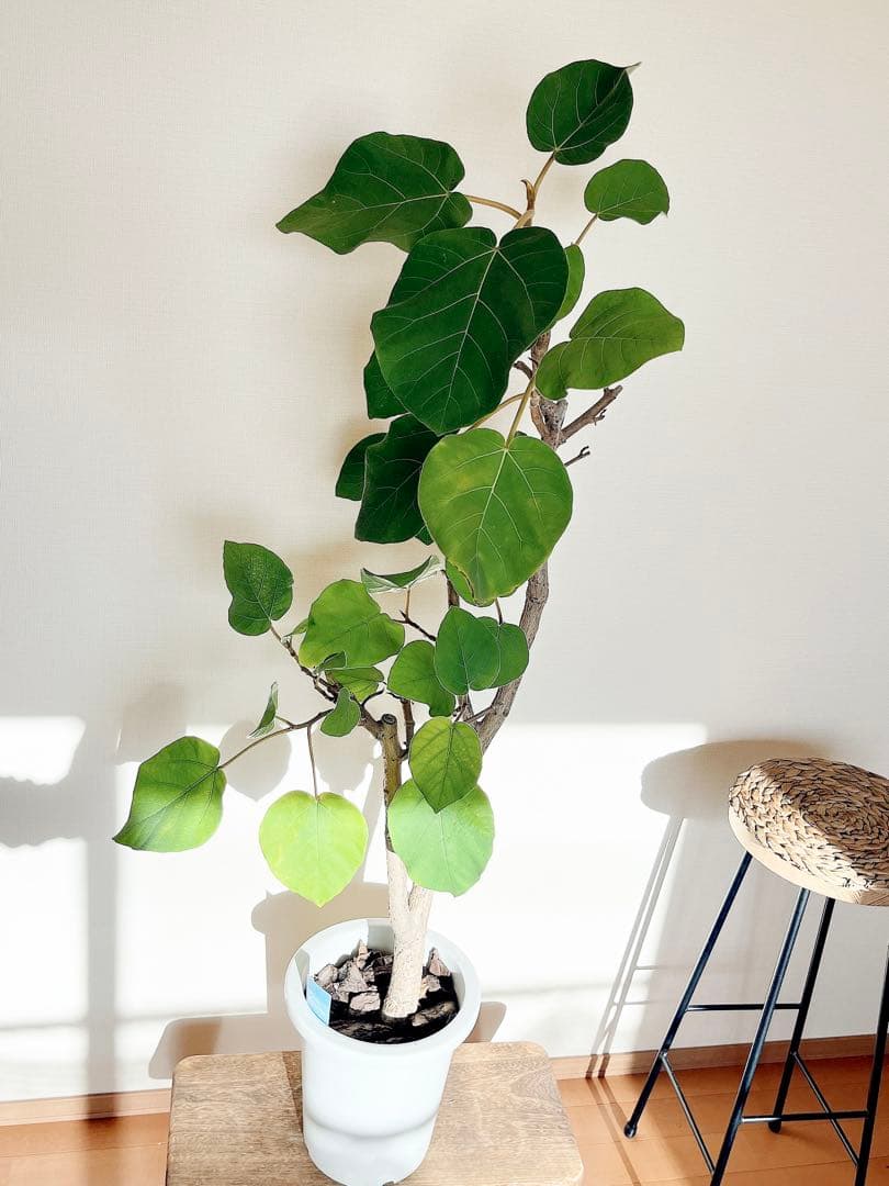 ずっと触れていたくなる。銀葉フィカス エベレスト 140cm 【登録品種】