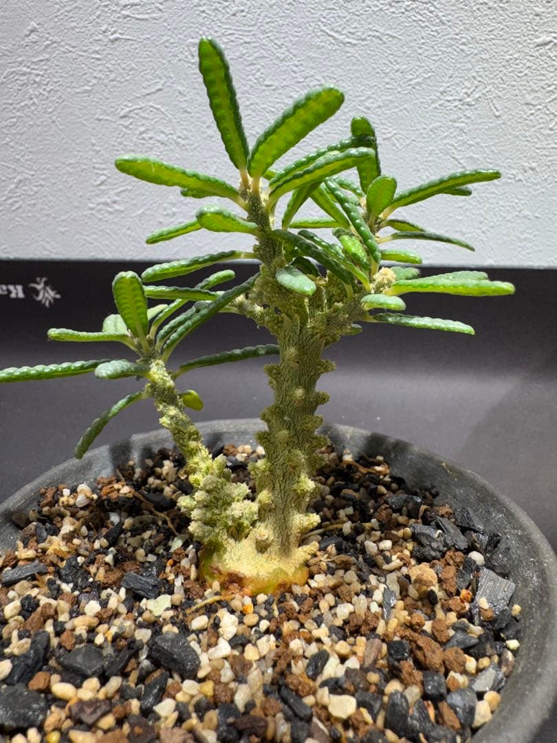 \" Dorstenia gigas f. bullata \" 陶器鉢 挿し木株