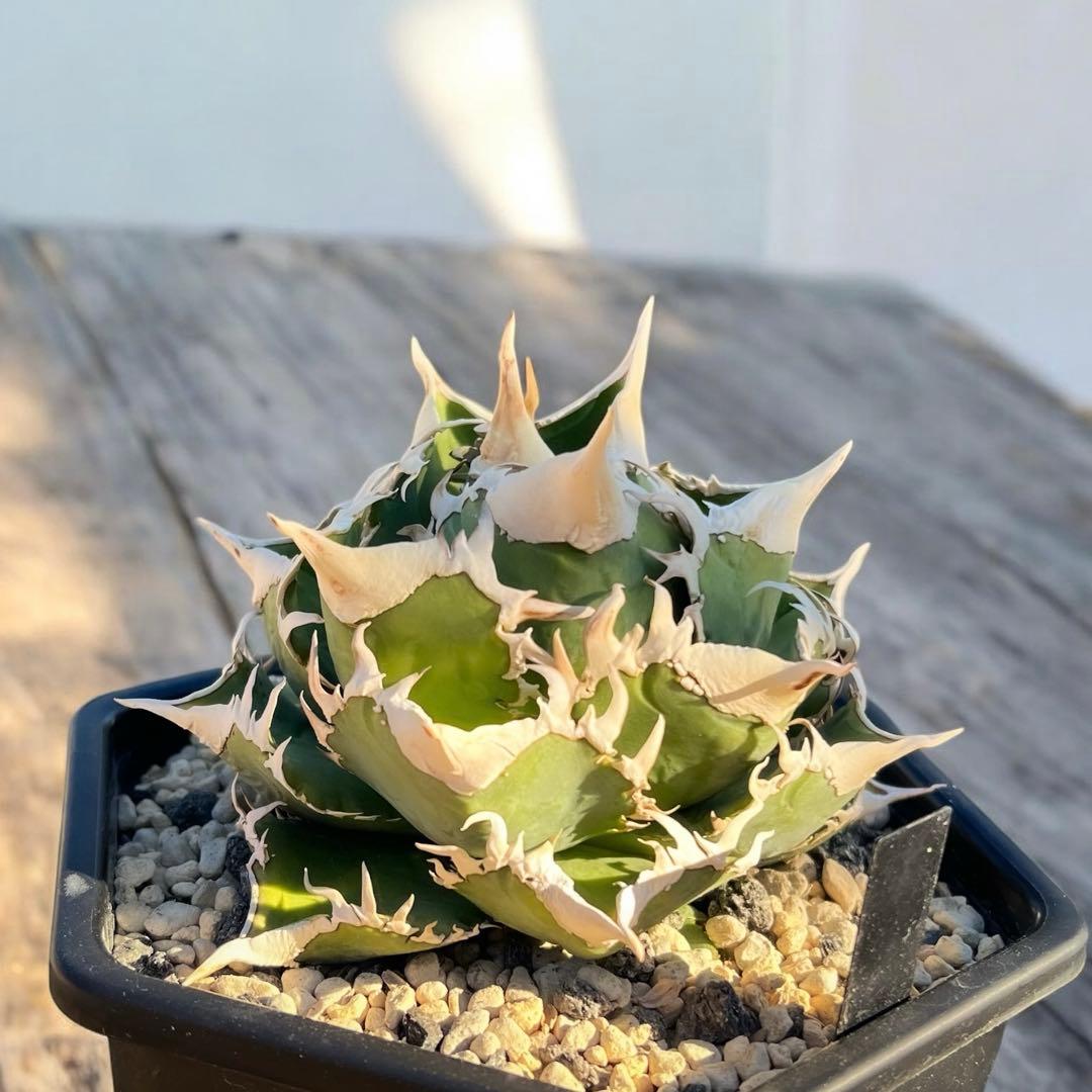 t*t様 lize血統 大白鯊　ホホジロザメ