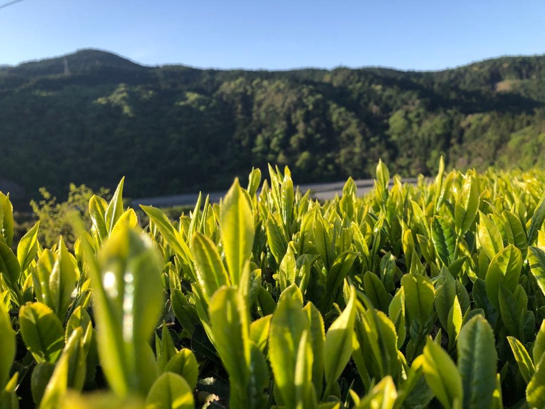 エルメス　100g（5g入り×10個）×12袋 健康長寿の川根茶　農家直売